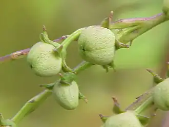 Недозрелые плоды