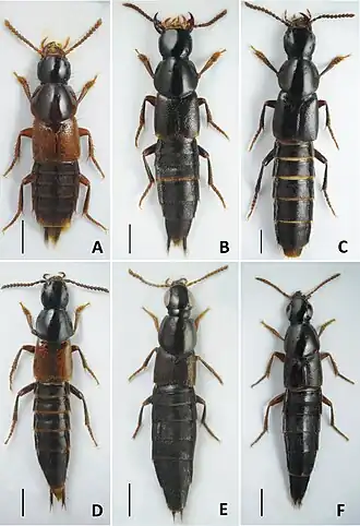 Quedius (шкала = 1 мм): A — Q. brevis, B — Q. fasciculatus, C — Q. mesomelinus, D — Q. invreae, E — Q. fellmani, F — Q. korgeanus