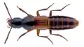 Quedius longicornis