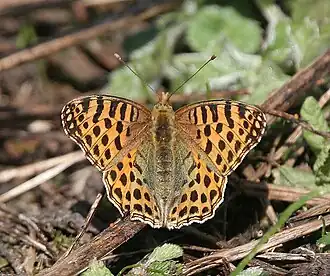 Перламутровка блестящая
