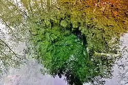 Родник в Мшенцы карстового типа