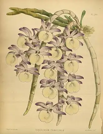 Dendrobium polyanthumБотаническая иллюстрация, 1887 г.