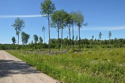 Здесь должна пройти железная дорога «Rail Baltica»