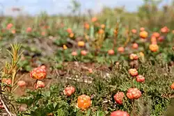 Морошечник