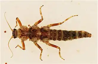 Rakiuraperla nudipes