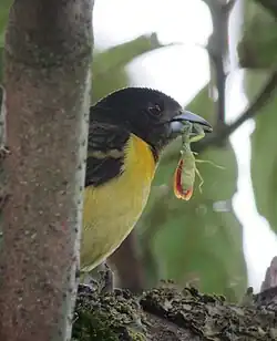 Огненно-спинная расписная танагра поймавшая богомола