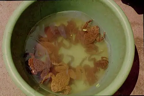 Продающиеся лягушки в Уанкайо