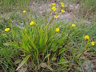 Лютик жгучий