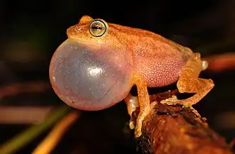 Кричащий самец Raorchestes luteolus