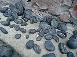 Окаменелости аммонитов