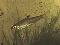 Rasbora dorsiocellata