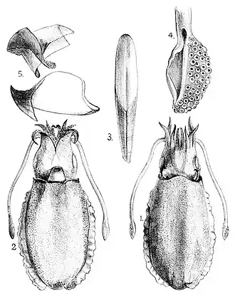 1 - вид сверху, 2 - вид снизу, 3 - кость, 4 - булава, 5 - челюсти