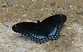 Limenitis arthemis astyanax