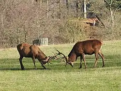 Бой благородных оленей