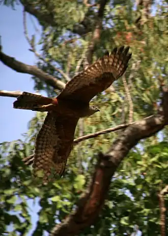 Самец красного ястреба в полёте