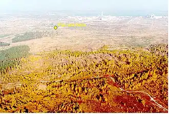 Радиоактивные частицы осели на деревьях и убили большие участки соснового леса