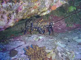 Panulirus pascuensis у острова Пасхи