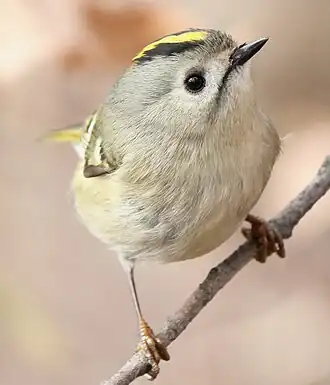 Желтоголовый королёк (Regulus regulus)