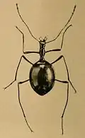 Leptodirus hochenwartii