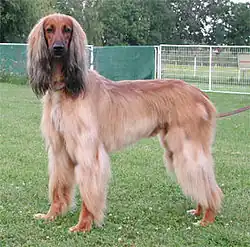 Афганская борзая