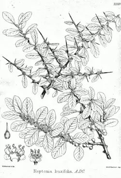 Reptonia buxifolia (согласно современной классификации&nbsp;— Sideroxylon mascatense