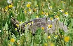 Каспийская черепаха