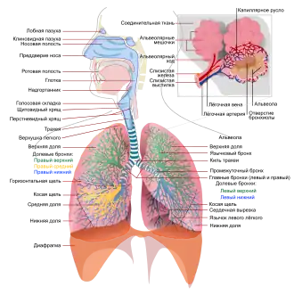 Дыхательная система человека