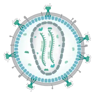 Вирион представителя семейства Retroviridae &nbsp;