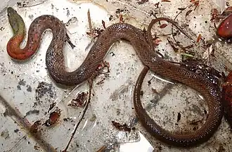 Малайский кустарниковый уж