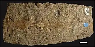 Holotype of Rhamphocephalus prestwichii