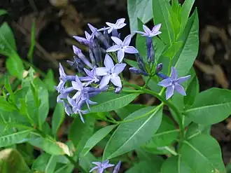 Цветущая Amsonia orientalis