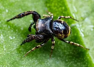 Самец Rhetenor texanus