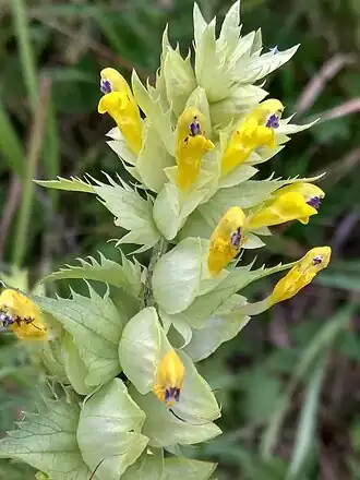 Rhinanthus major var. apterus. Соцветие.