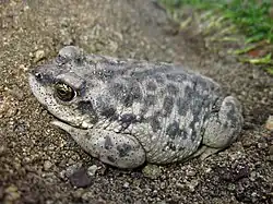 Чилийская жаба