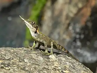 Рогатая агама