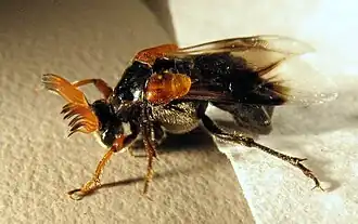 Rhipiphorus diadasiae