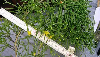 Хатиора солеросовая