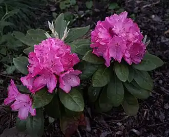 Rhododendron 'Hellikki' Частный сад, Россия, Владимирская область