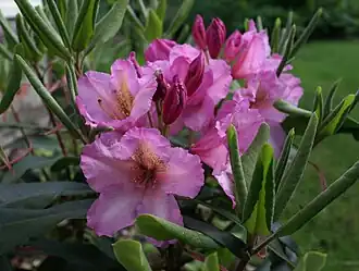 Rhododendron 'Lita'. Частный сад, Россия, Владимирская область