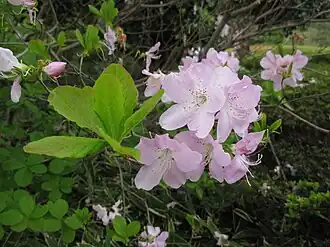 Рододендрон Шлиппенбаха