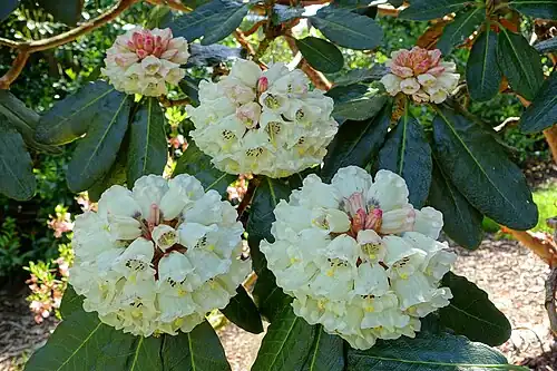 Rhododendron sinogrande