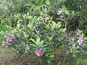 Родомирт войлочный