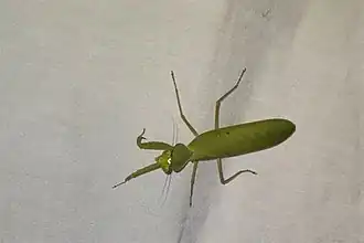 Rhombomantis longipennis