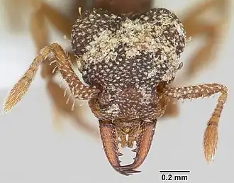 Муравей Rhopalothrix ciliata