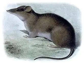 Rhynchomys soricoides