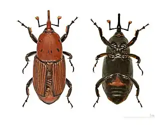 Rhynchophorus ferrugineus