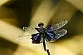 Rhyothemis triangularis