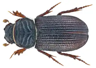 Rhyssemus germanus