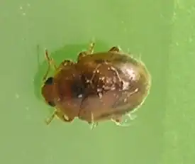 Rhyzobius chrysomeloides