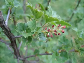 Цветущая смородина разноволосая